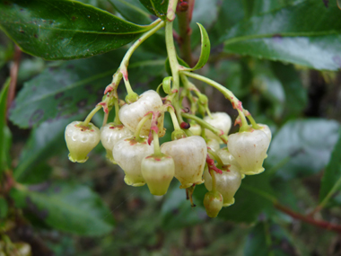 Fleurs blanches en forme de clochettes regroupées en grappes. Agrandir dans une nouvelle fenêtre (ou onglet)