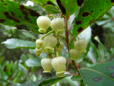 Fleurs blanches en forme de clochettes regroupées en grappes. Agrandir dans une nouvelle fenêtre (ou onglet)