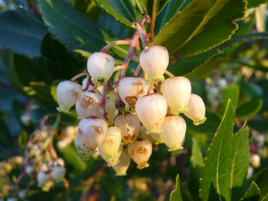 Fleurs blanches en forme de clochettes regroupées en grappes. Agrandir dans une nouvelle fenêtre (ou onglet)