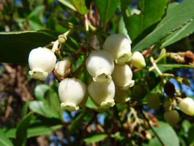 Fleurs blanches en forme de clochettes regroupées en grappes. Agrandir dans une nouvelle fenêtre (ou onglet)