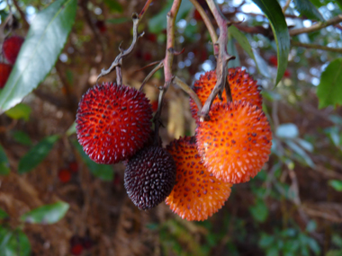 Fruits rouge orangés à maturité appelés arbouses. Comestibles, ils ressemblent à des fraises d'où le nom anglais strawberry tree donné à l'arbousier. Agrandir dans une nouvelle fenêtre (ou onglet)