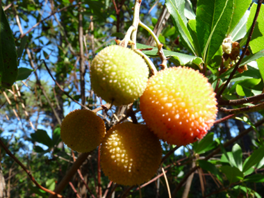 Fruits rouge orangés à maturité appelés arbouses. Comestibles, ils ressemblent à des fraises d'où le nom anglais strawberry tree donné à l'arbousier. Agrandir dans une nouvelle fenêtre (ou onglet)