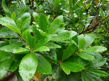 Feuilles persistantes, longues (jusqu'à 10 cm), elliptiques et irrégulièrement dentées. Luisantes, elles rappellent celles du laurier. Agrandir dans une nouvelle fenêtre (ou onglet)