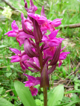 Grandes fleurs rose foncé tachetées de pourpre et groupées en un épi ovale. Agrandir dans une nouvelle fenêtre (ou onglet)