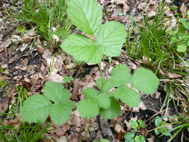 Feuilles alternes composées de 3 folioles dentées poilues, la deuxième étant pétiolée. Agrandir dans une nouvelle fenêtre (ou onglet)