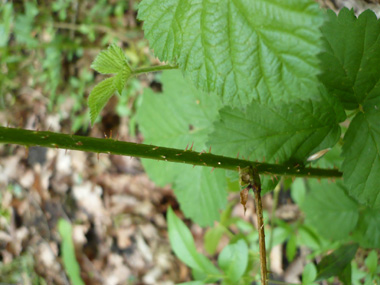 Tige cylindrique bleuâtre dotée de multiples petits aiguillons fréquemment courbés et de tailles inégales. Agrandir dans une nouvelle fenêtre (ou onglet)