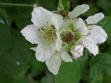 Fleurs blanches. Agrandir dans une nouvelle fenêtre (ou onglet)