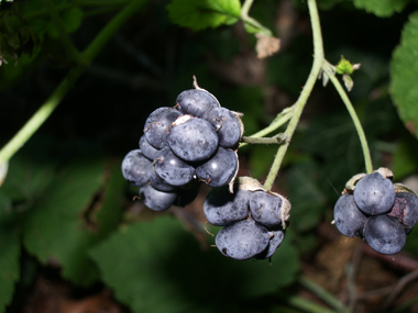 Bleus et plus clairs que ceux de la ronce des bois, ses fruits regroupent 3 à 5 petites drupes bleuâtres. Agrandir dans une nouvelle fenêtre (ou onglet)