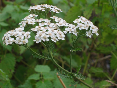 Nombreuses fleurs blanches ou quelquefois purpurines regroupées en corymbe. Agrandir dans une nouvelle fenêtre (ou onglet)