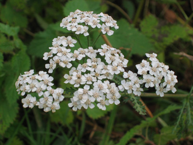 Nombreuses fleurs blanches ou quelquefois purpurines regroupées en corymbe. Agrandir dans une nouvelle fenêtre (ou onglet)