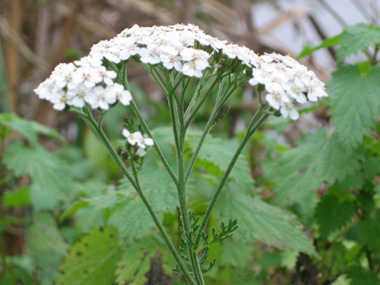 Nombreuses fleurs blanches ou quelquefois purpurines regroupées en corymbe. Agrandir dans une nouvelle fenêtre (ou onglet)