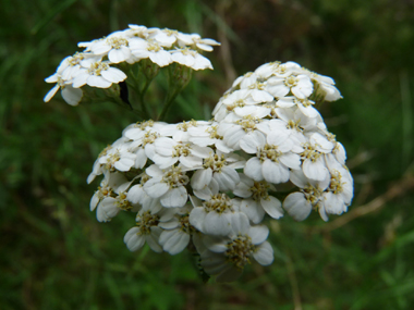 Nombreuses fleurs blanches ou quelquefois purpurines regroupées en corymbe. Agrandir dans une nouvelle fenêtre (ou onglet)