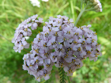 Nombreuses fleurs blanches ou quelquefois purpurines regroupées en corymbe. Agrandir dans une nouvelle fenêtre (ou onglet)