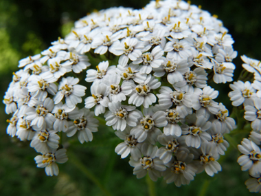 Nombreuses fleurs blanches ou quelquefois purpurines regroupées en corymbe. Agrandir dans une nouvelle fenêtre (ou onglet)