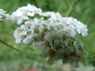 Nombreuses fleurs blanches ou quelquefois purpurines regroupées en corymbe. Agrandir dans une nouvelle fenêtre (ou onglet)