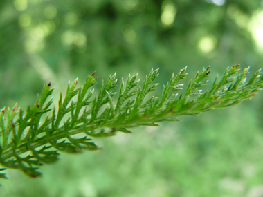 Très nombreuses feuilles comportant de très nombreux segments. Agrandir dans une nouvelle fenêtre (ou onglet)