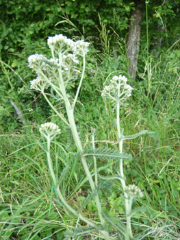 Nombreuses fleurs blanches ou quelquefois purpurines regroupées en corymbe. Agrandir dans une nouvelle fenêtre (ou onglet)