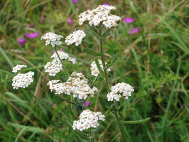 Nombreuses fleurs blanches ou quelquefois purpurines regroupées en corymbe. Agrandir dans une nouvelle fenêtre (ou onglet)