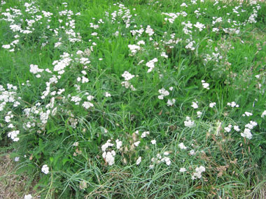 Nombreuses fleurs blanches ou quelquefois purpurines regroupées en corymbe. Agrandir dans une nouvelle fenêtre (ou onglet)