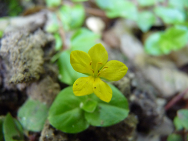 Fleurs jaunes de 1 à 1,5 cm de diamètre, solitaires et présentes à la naissance des feuilles. Agrandir dans une nouvelle fenêtre (ou onglet)