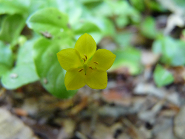 Fleurs jaunes de 1 à 1,5 cm de diamètre, solitaires et présentes à la naissance des feuilles. Agrandir dans une nouvelle fenêtre (ou onglet)