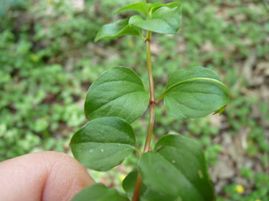 Feuilles opposées ovales et presque terminées en pointe. Presque sessiles, elles mesurent environ 2,5 cm de large. Agrandir dans une nouvelle fenêtre (ou onglet)