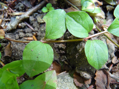 Feuilles opposées ovales et presque terminées en pointe. Presque sessiles, elles mesurent environ 2,5 cm de large. Agrandir dans une nouvelle fenêtre (ou onglet)