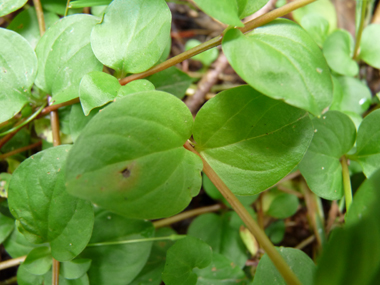 Feuilles opposées ovales et presque terminées en pointe. Presque sessiles, elles mesurent environ 2,5 cm de large. Agrandir dans une nouvelle fenêtre (ou onglet)