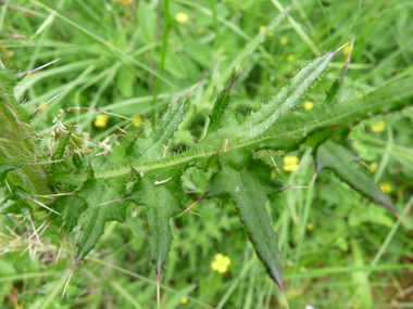 Feuilles fortement épineuses et terminées en une sorte de pointe de lance. Agrandir dans une nouvelle fenêtre (ou onglet)