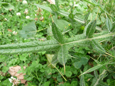 Feuilles fortement épineuses et terminées en une sorte de pointe de lance. Agrandir dans une nouvelle fenêtre (ou onglet)