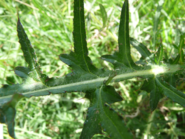 Feuilles fortement épineuses et terminées en une sorte de pointe de lance. Agrandir dans une nouvelle fenêtre (ou onglet)