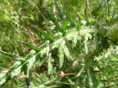 Feuilles fortement épineuses et terminées en une sorte de pointe de lance. Agrandir dans une nouvelle fenêtre (ou onglet)