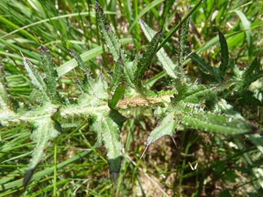 Feuilles fortement épineuses et terminées en une sorte de pointe de lance. Agrandir dans une nouvelle fenêtre (ou onglet)