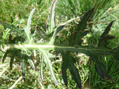 Feuilles fortement épineuses et terminées en une sorte de pointe de lance. Agrandir dans une nouvelle fenêtre (ou onglet)