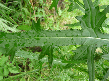 Feuilles fortement épineuses et terminées en une sorte de pointe de lance. Agrandir dans une nouvelle fenêtre (ou onglet)