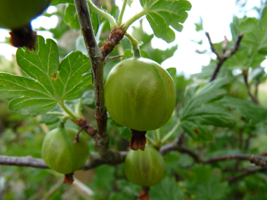 Baies sphériques, généralement de couleur verte et couvertes de poils durs. Agrandir dans une nouvelle fenêtre (ou onglet)