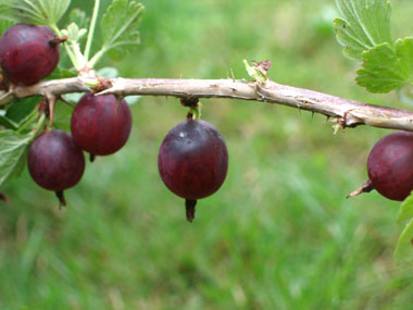 Baies sphériques, généralement de couleur verte et couvertes de poils durs. Agrandir dans une nouvelle fenêtre (ou onglet)