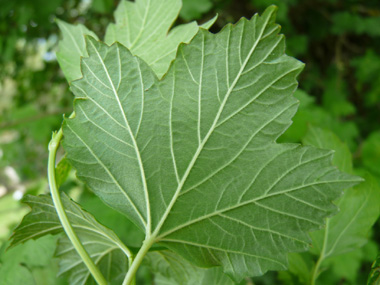 Verso de la feuille. Agrandir dans une nouvelle fenêtre (ou onglet)