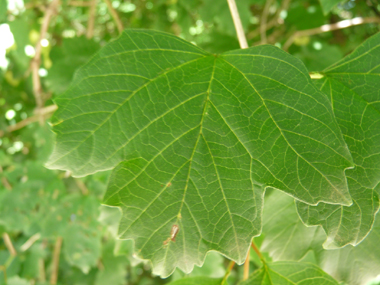 Grandes (jusqu'à 10 cm) feuilles opposées et  comportant 3 à 5 lobes. Leur pétiole est muni de 2 petites glandes verdâtres. Agrandir dans une nouvelle fenêtre (ou onglet)