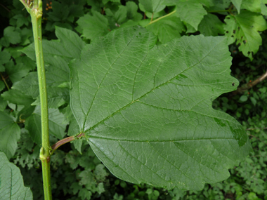 Grandes (jusqu'à 10 cm) feuilles opposées et  comportant 3 à 5 lobes. Leur pétiole est muni de 2 petites glandes verdâtres. Agrandir dans une nouvelle fenêtre (ou onglet)