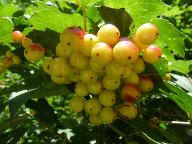 Fruits vénéneux allant progressivement du jaune au rouge et restant sur l'arbre tout l'hiver (car non mangés par les oiseaux). Agrandir dans une nouvelle fenêtre (ou onglet)