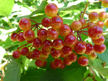 Fruits vénéneux allant progressivement du jaune au rouge et restant sur l'arbre tout l'hiver (car non mangés par les oiseaux). Agrandir dans une nouvelle fenêtre (ou onglet)