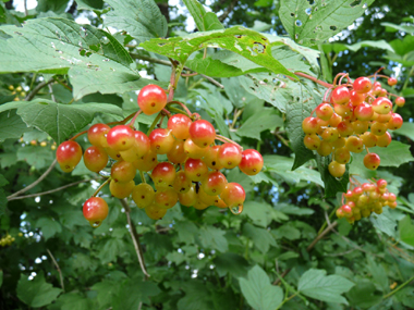 Fruits vénéneux allant progressivement du jaune au rouge et restant sur l'arbre tout l'hiver (car non mangés par les oiseaux). Agrandir dans une nouvelle fenêtre (ou onglet)