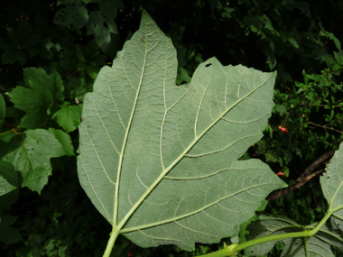 Verso de la feuille. Agrandir dans une nouvelle fenêtre (ou onglet)