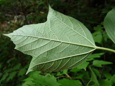 Verso de la feuille. Agrandir dans une nouvelle fenêtre (ou onglet)