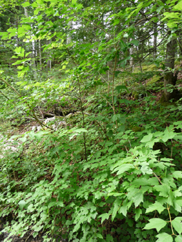 Arbrisseau pouvant atteindre 4 mètres de hauteur. Agrandir dans une nouvelle fenêtre (ou onglet)