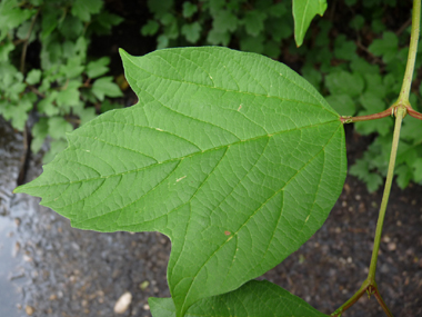 Grandes (jusqu'à 10 cm) feuilles opposées et  comportant 3 à 5 lobes. Leur pétiole est muni de 2 petites glandes verdâtres. Agrandir dans une nouvelle fenêtre (ou onglet)