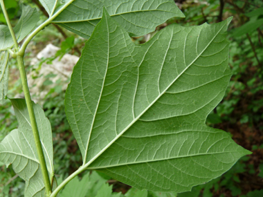 Verso de la feuille. Agrandir dans une nouvelle fenêtre (ou onglet)