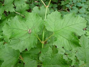 Grandes (jusqu'à 10 cm) feuilles opposées et  comportant 3 à 5 lobes. Leur pétiole est muni de 2 petites glandes verdâtres. Agrandir dans une nouvelle fenêtre (ou onglet)