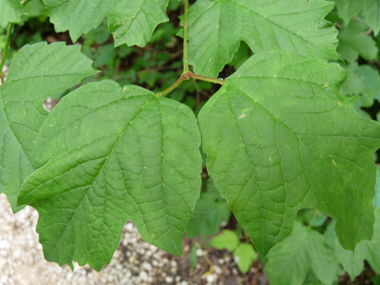 Grandes (jusqu'à 10 cm) feuilles opposées et  comportant 3 à 5 lobes. Leur pétiole est muni de 2 petites glandes verdâtres. Agrandir dans une nouvelle fenêtre (ou onglet)